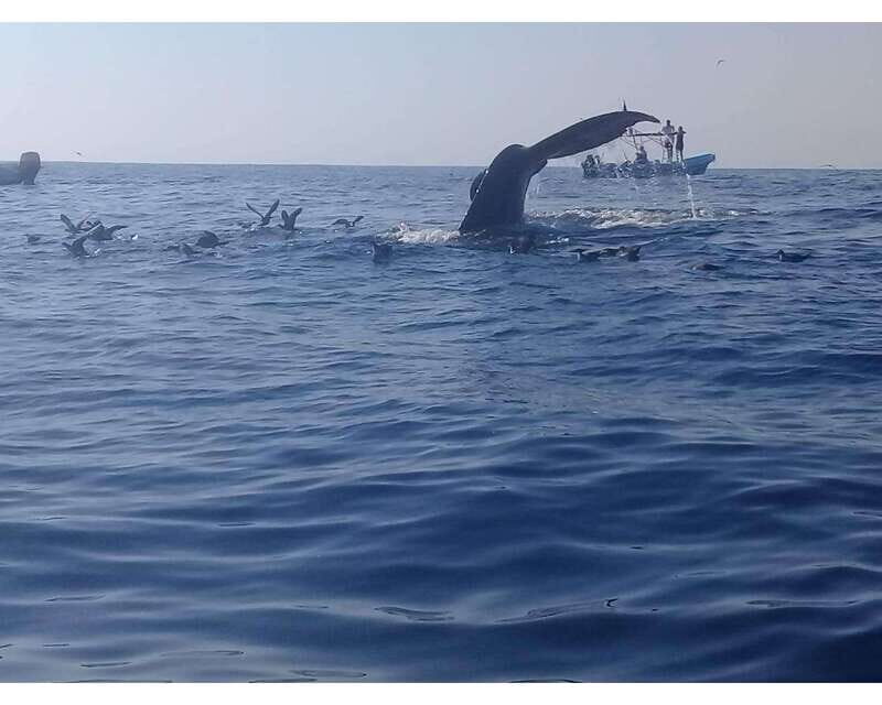 Dolphins and whales watching in Puerto Escondido. - Detailed Breakdown of the Itinerary
