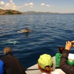 Dolphins: Dolphin Watching Tour and Capo Figari by Raft - Who Would Love This Tour?