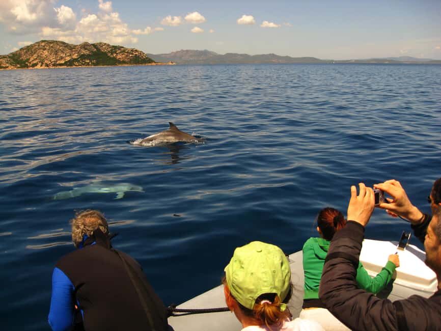 Dolphins: Dolphin Watching Tour and Capo Figari by Raft - Who Would Love This Tour?