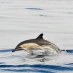 Dolphins Watching with Beach Day in Tarifa from Seville - Who Is This Tour Best For?