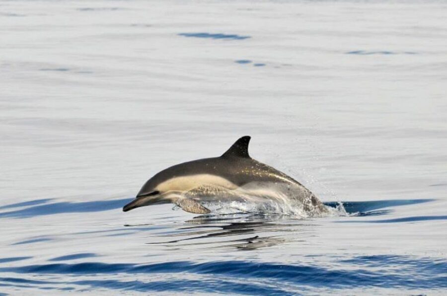 Dolphins Watching with Beach Day in Tarifa from Seville - Who Is This Tour Best For?