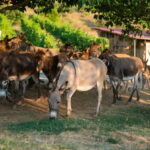 Donkey Farm and Lipa Cave Tour; Cave Crawling Donkey Calling - A Deep Dive into the Experience