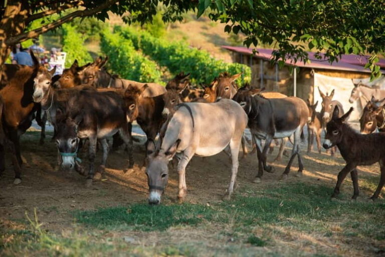Donkey Farm and Lipa Cave Tour; Cave Crawling Donkey Calling - A Deep Dive into the Experience