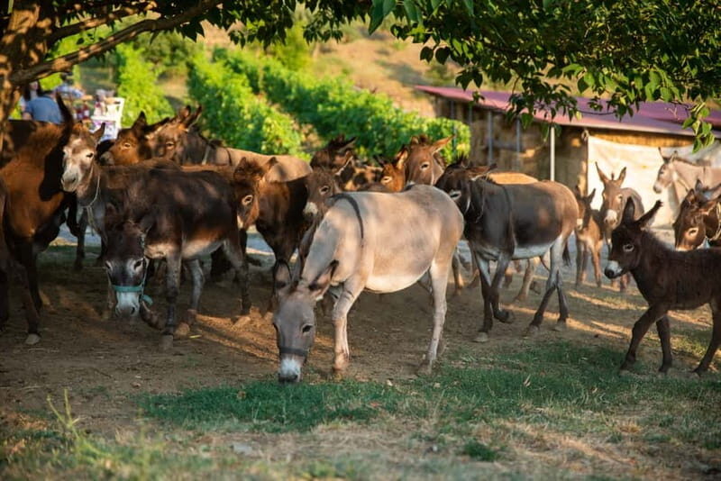 Donkey Farm and Lipa Cave Tour; Cave Crawling Donkey Calling - A Deep Dive into the Experience