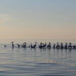 Door County Historic Cottage Row & Strawberry Islands Cruise - FAQ