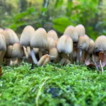 Dortmund: Allotment Garden Tour - Frequently Asked Questions