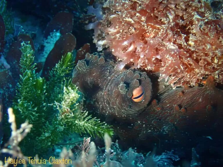 Double Boat Dive with Equipment - Exploring the Underwater World of Kaikoura