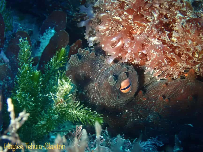 Double Boat Dive with Equipment