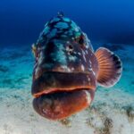 Double Dive Elba Island - Final Thoughts