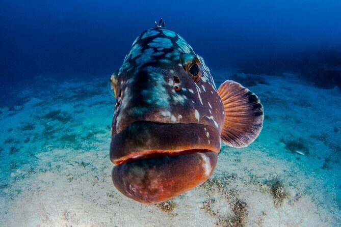 Double Dive Elba Island - Final Thoughts