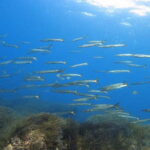 Double dive in Menorca: Discover Menorca's Marine Reserve - Practical Tips for a Smooth Experience