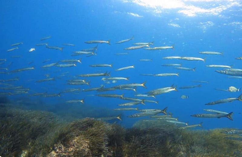 Double dive in Menorca: Discover Menorca's Marine Reserve - Practical Tips for a Smooth Experience
