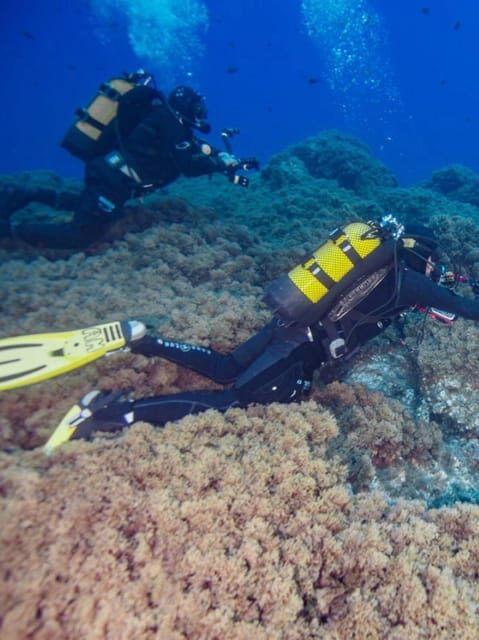 Double Dive the Azores, in the middle of the Atlantic Ocean - Why This Tour Offers True Value