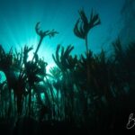 Double Scuba Dive on a Marine Reserve - Exploring Portugal’s Marine Reserve: What You’re Signing Up For