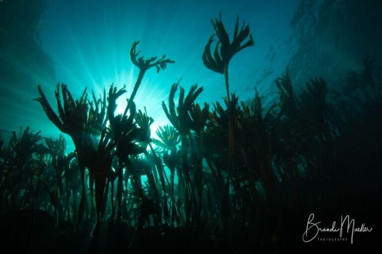Double Scuba Dive on a Marine Reserve - Exploring Portugal’s Marine Reserve: What You’re Signing Up For