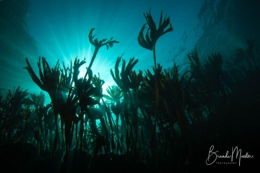 Double Scuba Dive on a Marine Reserve - Exploring Portugal’s Marine Reserve: What You’re Signing Up For