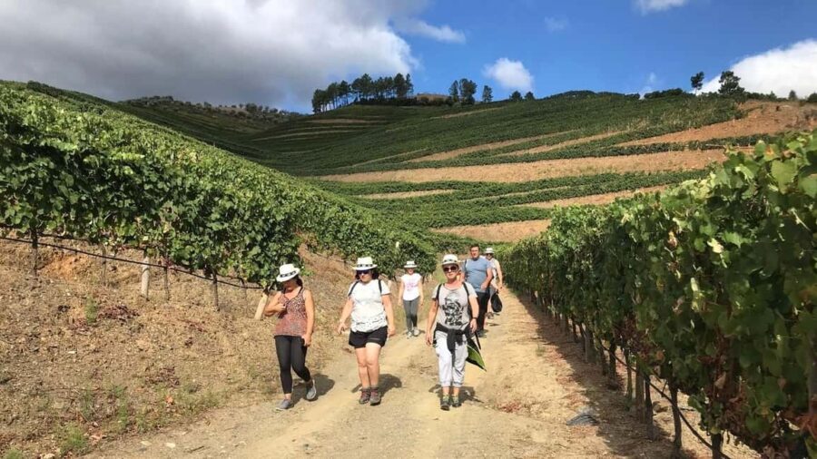 Douro from Porto: adventure ride with walk and local lunch - What’s Included & Practical Details