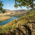 Douro Private Tour  Customizable Experience - What Makes This Tour Stand Out?