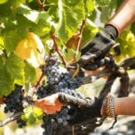 Douro Valley: Quinta de S. Luiz Winery Tour and Tasting - A Detailed Look at the Experience