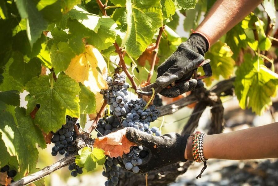 Douro Valley: Quinta de S. Luiz Winery Tour and Tasting - A Detailed Look at the Experience