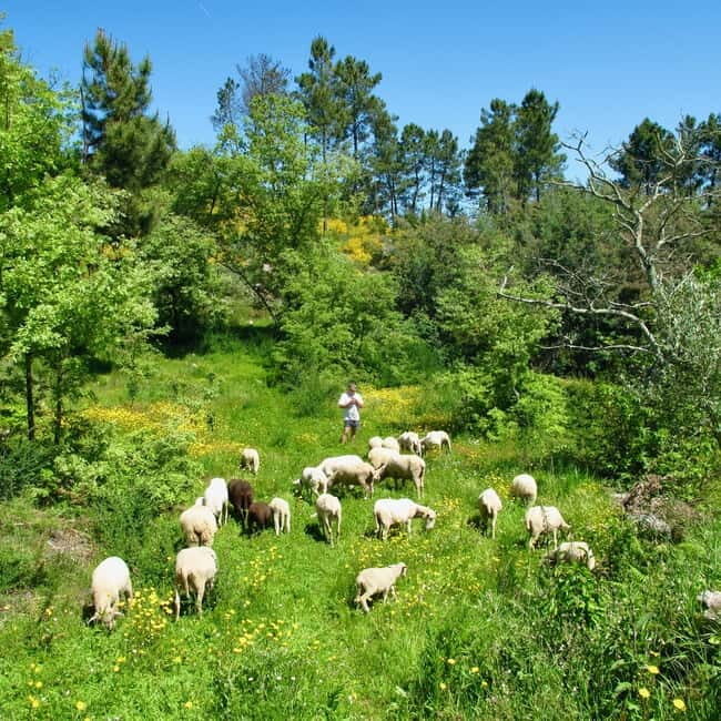 Douro Valley: Traditional Cooking Class, Farm Tour & Lunch - A Deep Dive into the Douro Valley Cooking Experience