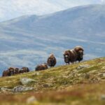 Dovrefjell National Park: Hiking Tour and Musk Ox Safari - Authentic Experiences and Unique Highlights