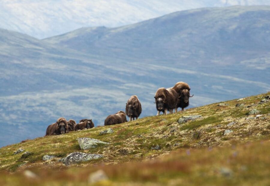 Dovrefjell National Park: Hiking Tour and Musk Ox Safari - Authentic Experiences and Unique Highlights