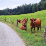 Dragon Slayer Way Beer Hike Food Experience Private Tour (departs Munich) - Is This Tour Worth the Cost?