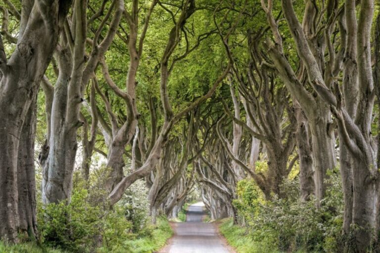 Dublin: Giants Causeway, Dark Hedges, Dunluce & Belfast Tour - A Closer Look: What to Expect on This Northern Ireland Adventure