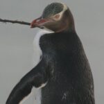 Dunedin City Highlights, Otago Peninsula Scenery & a Guided Penguin Reserve Tour - Authentic Experiences & Honest Feedback