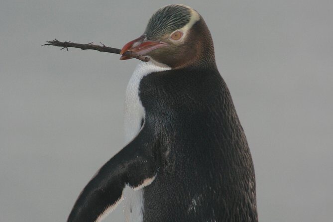 Dunedin City Highlights, Otago Peninsula Scenery & a Guided Penguin Reserve Tour - Authentic Experiences & Honest Feedback