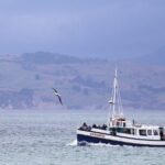 Dunedin City to Sea Wildlife Cruise + Peninsula Bus Tour - Final Thoughts