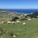 Dunedin: Otago Peninsula with Guided Penguin Tour - A Stroll through Dunedin Botanical Gardens