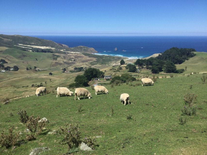 Dunedin: Otago Peninsula with Guided Penguin Tour - A Stroll through Dunedin Botanical Gardens