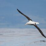 Dunedin Private Fullday Tour - Who Should Consider This Tour?