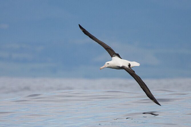Dunedin Private Fullday Tour - Who Should Consider This Tour?