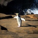 Dunedin to Invercargill via the Catlins (one-way tour) - What’s Included and What to Consider