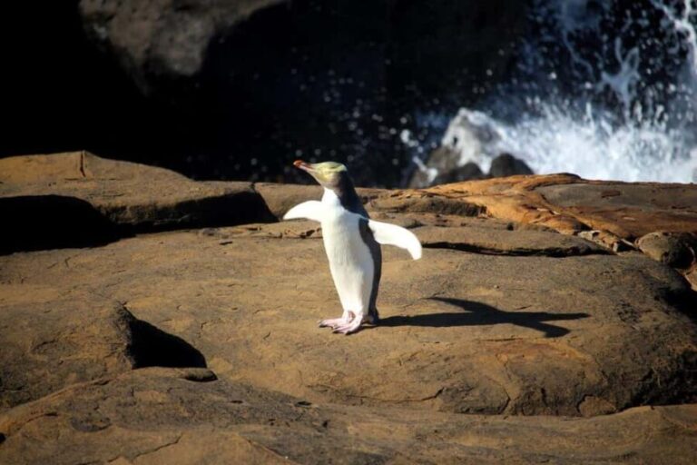 Dunedin to Invercargill via the Catlins (one-way tour) - What’s Included and What to Consider