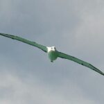 Dunedin Wildlife Cruise-Albatross, seals and harbour - Frequently Asked Questions