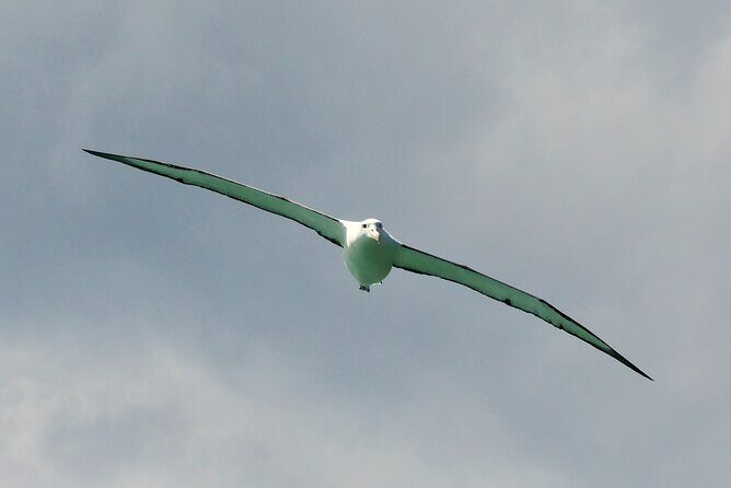 Dunedin Wildlife Cruise-Albatross, seals and harbour - Frequently Asked Questions