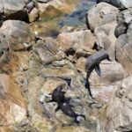 Dunsborough: Geographe Bay Eco & Snorkel Boat Tour - Marine Wildlife and Natural Attractions