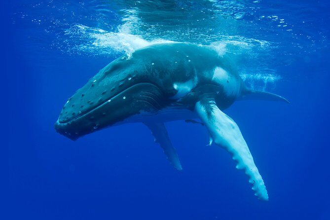 Dunsborough Whale Watching Eco Tour - The Voyage: Spotting the Marine Giants