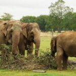 Dunstable: Whipsnade Zoo Full-Day Entrance Ticket - Ticketing and Entry