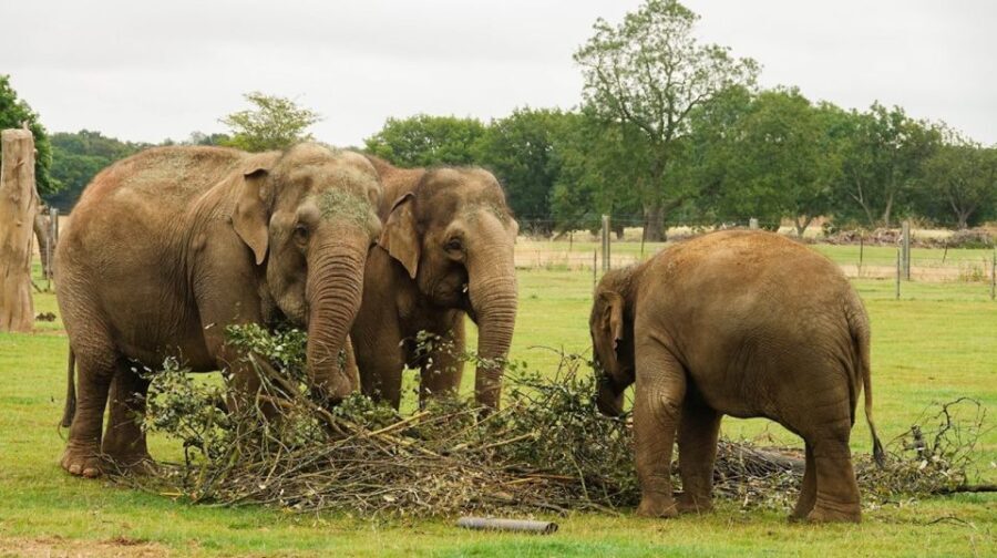 Dunstable: Whipsnade Zoo Full-Day Entrance Ticket - Ticketing and Entry