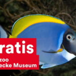 DüsseldorfCard: Discount Tourist Card - What You Can Expect from the DüsseldorfCard