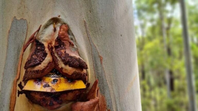 Dwellingup: Guided Hike and Scenic Train Ride with Lunch - Who Would Love This Tour?