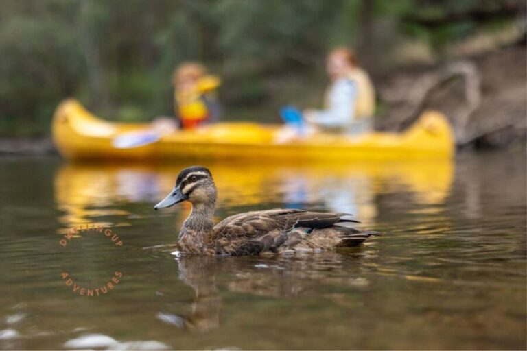 Dwellingup: Paddle 'n' Picnic Self-Guided Tour - An Honest Look at the Dwellingup Paddle n Picnic Tour