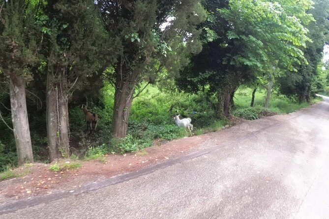 e-MTB Tour - Analipsis Area [42Km - 26Mi] - Why Is This Tour a Good Value?
