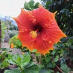 EAST MADEIRA:,Peaks, Forest walk,Thatched Roofs, Rum factory - A Deep Dive into what this Tour Offers