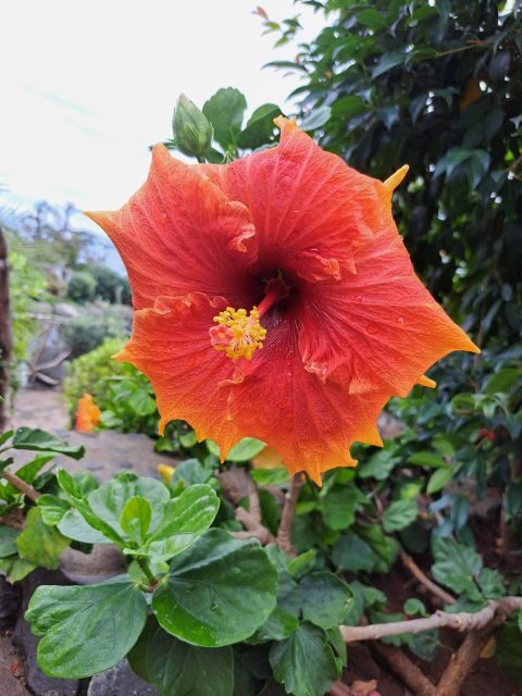 EAST MADEIRA:,Peaks, Forest walk,Thatched Roofs, Rum factory - A Deep Dive into what this Tour Offers